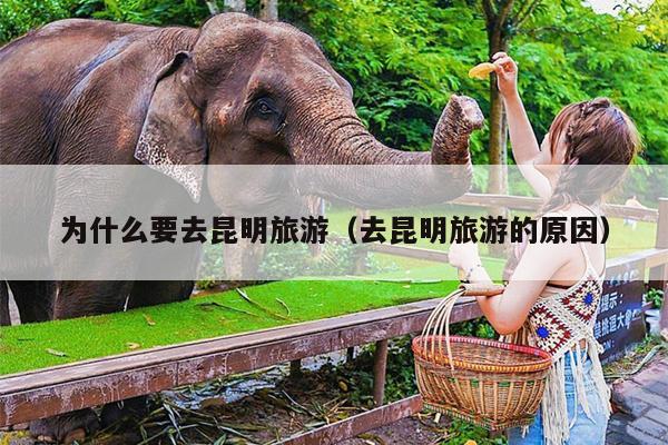 为什么要去昆明旅游（去昆明旅游的原因）